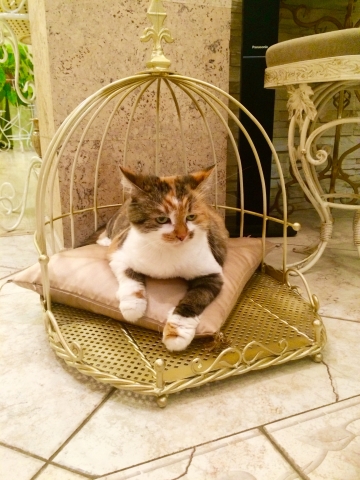 Кованые изделия для декора интерьера - для котика